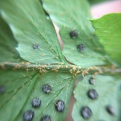 Polystichum biaristatum