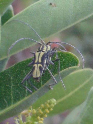 Genus Prothema · iNaturalist