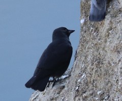Corvus monedula