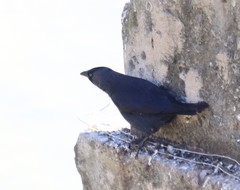 Corvus monedula