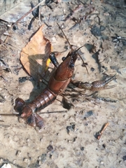 Procambarus natchitochae