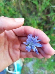 Cichorium intybus