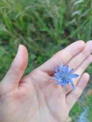 Cichorium intybus