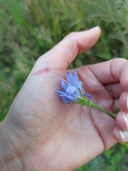 Cichorium intybus