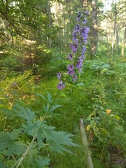 Delphinium retropilosum