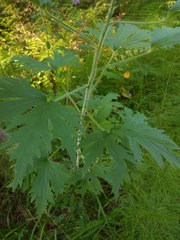 Delphinium retropilosum