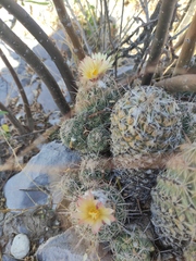 Coryphantha durangensis durangensis