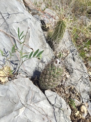Coryphantha durangensis durangensis