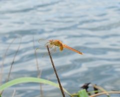 Brachythemis