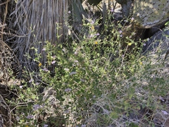 Carlowrightia serpyllifolia