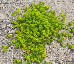 Lepidium flavum