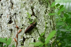 Campsosternus auratus