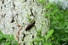Campsosternus auratus