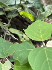 Graphium agamemnon