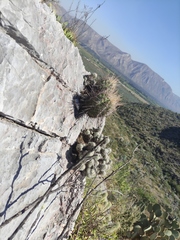 Coryphantha durangensis durangensis