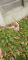 Fungi