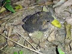 Duttaphrynus melanostictus