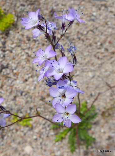 Gilia aliquanta ssp. aliquanta