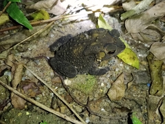 Duttaphrynus melanostictus