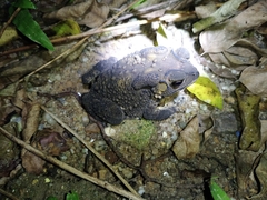 Duttaphrynus melanostictus