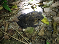 Duttaphrynus melanostictus