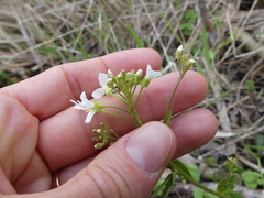 Cardamine bulbosa