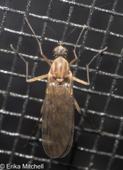 Sylvicola fenestralis
