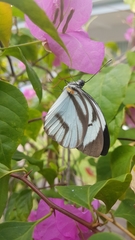 Ganyra phaloe