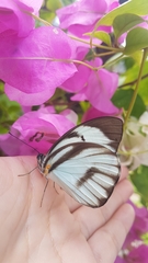 Ganyra phaloe