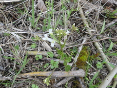 Cardamine bulbosa