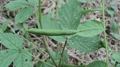 Cleome aculeata