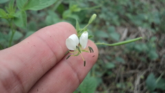 Cleome aculeata