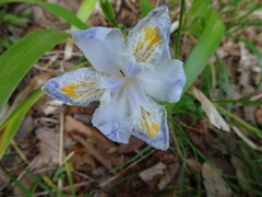 Iris japonica