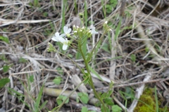 Cardamine bulbosa