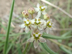 Asclepias flexuosa