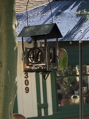 Agapornis roseicollis