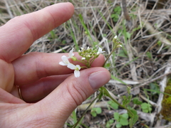 Cardamine bulbosa