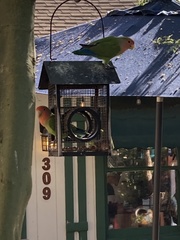 Agapornis roseicollis