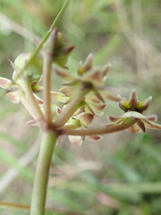 Asclepias flexuosa