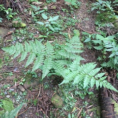 Cornopteris banajaoensis