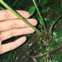 Cornopteris banajaoensis