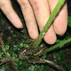 Cornopteris banajaoensis