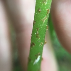 Cornopteris banajaoensis