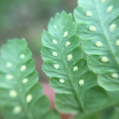Cornopteris banajaoensis