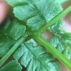 Cornopteris banajaoensis
