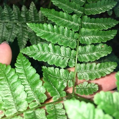 Cornopteris banajaoensis