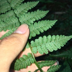 Cornopteris banajaoensis