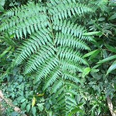 Deparia boryana