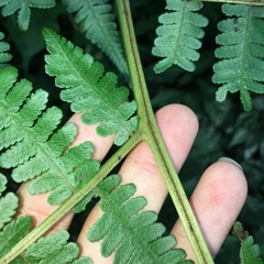 Deparia boryana