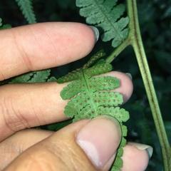 Deparia boryana